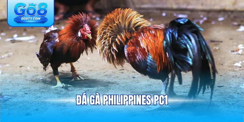 Đá gà philippines pc1