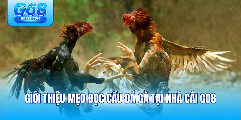 Giới thiệu mẹo đọc cầu đá gà tại nhà cái Go8