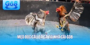 Mẹo Đọc Cầu Đá Gà Tại Nhà Cái Go8